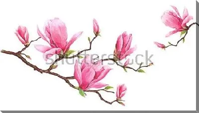 Картина маслом Акварельный рисунок цветущей ветки розовой магнолии
