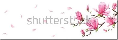 Постер Иллюстрация с веточкой розовой магнолии и летящими лепестками цветов