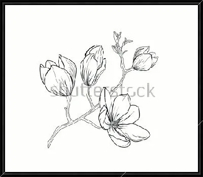 Рисунок веточки цветущей магнолии