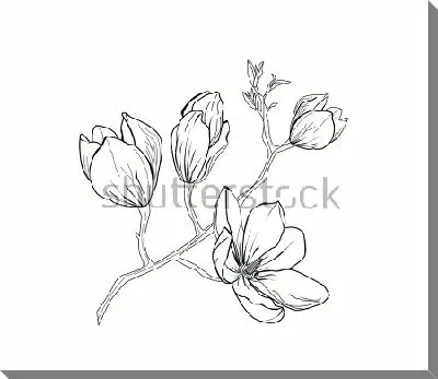 Рисунок веточки цветущей магнолии