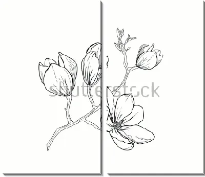 Рисунок веточки цветущей магнолии