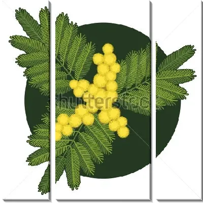 Модульная картина Лаконичная иллюстрация веточки жёлтой мимозы в тёмном круге