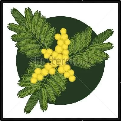 Лаконичная иллюстрация веточки жёлтой мимозы в тёмном круге