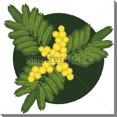 Лаконичная иллюстрация веточки жёлтой мимозы в тёмном круге