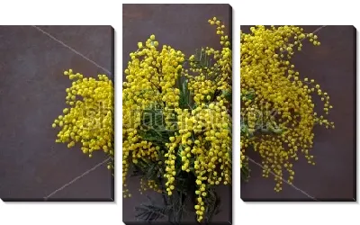 Модульная картина Пышный букет жёлтой мимозы на тёмном фоне