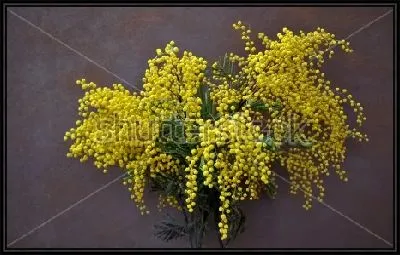 Пышный букет жёлтой мимозы на тёмном фоне