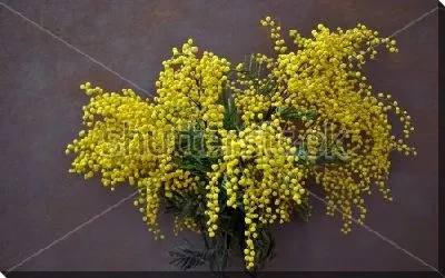 Пышный букет жёлтой мимозы на тёмном фоне