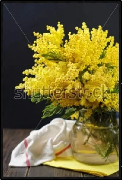 Картина Красивый натюрморт с букетом жёлтой мимозы в прозрачной вазе и светлым полотенцем на столе