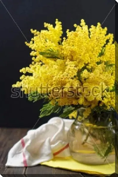 Постер Красивый натюрморт с букетом жёлтой мимозы в прозрачной вазе и светлым полотенцем на столе