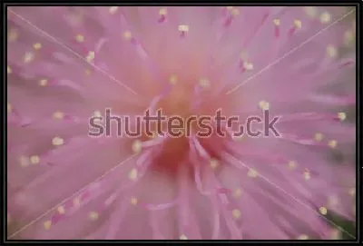 Макросъёмка нежного цветка стыдливой мимозы 