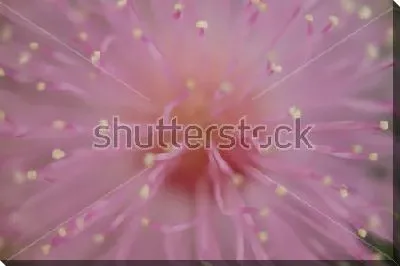 Макросъёмка нежного цветка стыдливой мимозы 