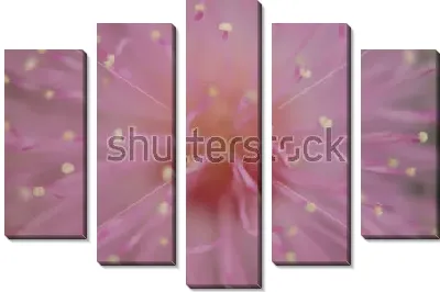 Макросъёмка нежного цветка стыдливой мимозы 