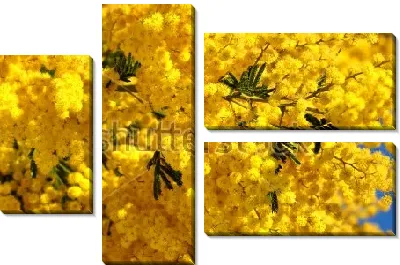 Модульная картина Жёлтое облако цветущей мимозы крупным планом