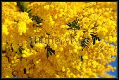 Жёлтое облако цветущей мимозы крупным планом