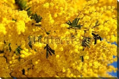 Жёлтое облако цветущей мимозы крупным планом