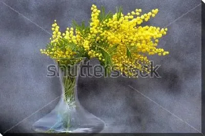 Роскошный букет жёлтой мимозы в красивой стеклянной вазе на сером фоне