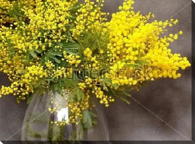 Красивый букет жёлтых мимоз в стеклянной вазе