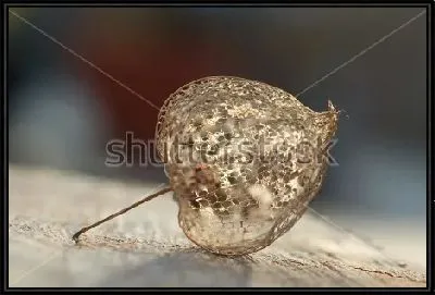 Картина Ажурная сухая коробочка физалиса на доске