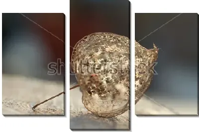 Ажурная сухая коробочка физалиса на доске