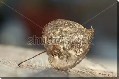 Постер Ажурная сухая коробочка физалиса на доске