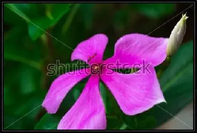 Картина Красивый сиреневый цветок олеандра крупным планом