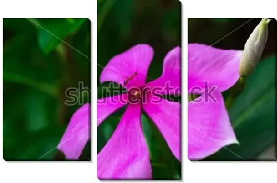 Красивый сиреневый цветок олеандра крупным планом