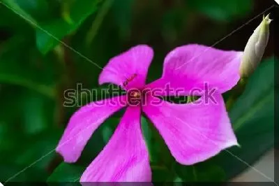 Постер Красивый сиреневый цветок олеандра крупным планом