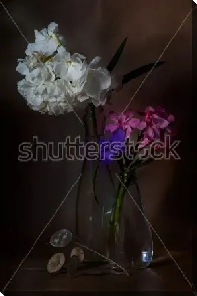 Постер Натюрморт с ветками белого и розового олеандра в прозрачных вазах на тёмном фоне