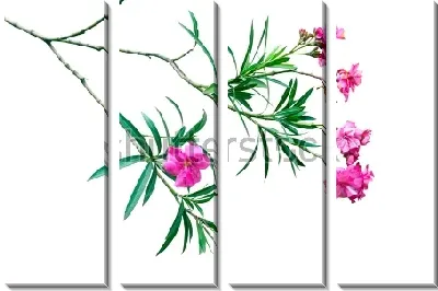 Модульная картина Ветка розового олеандра на белом фоне