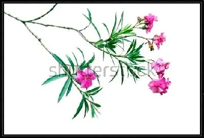 Картина Ветка розового олеандра на белом фоне