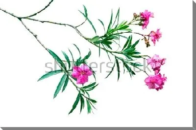 Постер Ветка розового олеандра на белом фоне