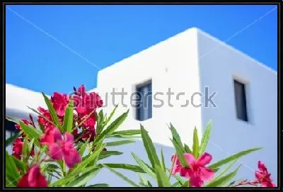 Картина Розовые цветы олеандра на фоне голубого неба и белоснежного здания