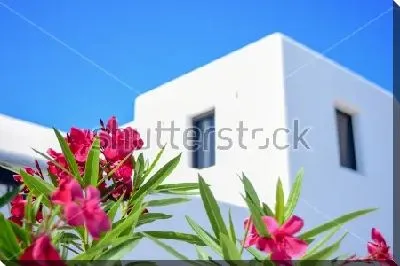 Розовые цветы олеандра на фоне голубого неба и белоснежного здания