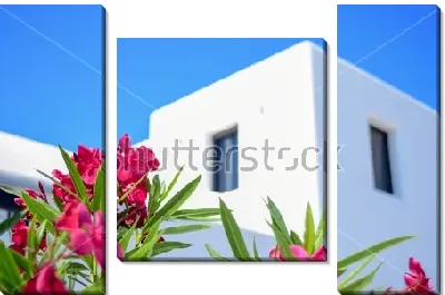 Розовые цветы олеандра на фоне голубого неба и белоснежного здания