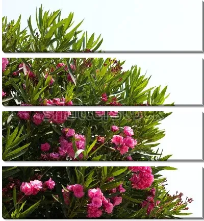 Модульная картина Цветущий куст розового олеандра