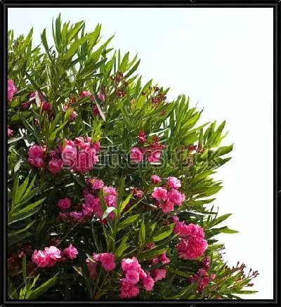 Картина Цветущий куст розового олеандра