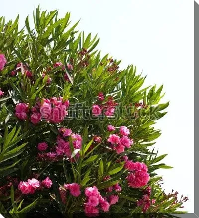 Постер Цветущий куст розового олеандра