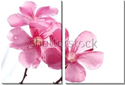 Розовые цветы олеандра с капельками дождя на лепестках