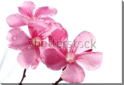 Постер Розовые цветы олеандра с капельками дождя на лепестках