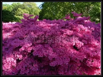 Прекрасный розовый рододендрон в зелёном парке