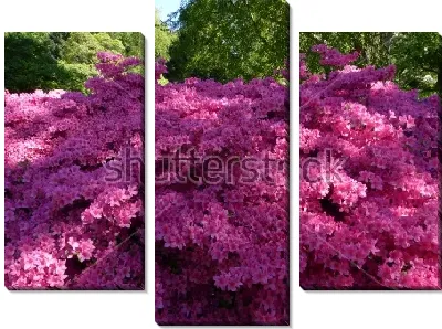 Прекрасный розовый рододендрон в зелёном парке