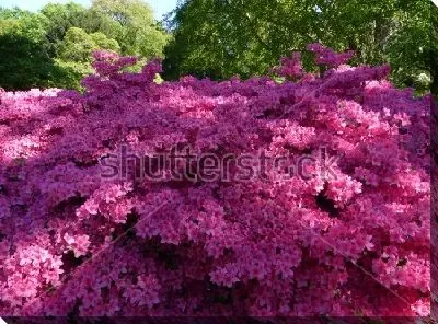 Прекрасный розовый рододендрон в зелёном парке