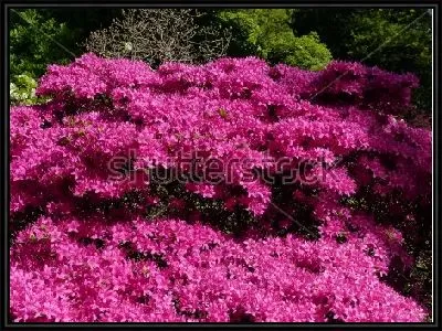 Прекрасное цветение розового рододендрона в парке