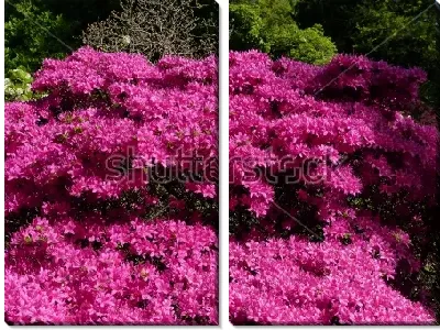 Прекрасное цветение розового рододендрона в парке