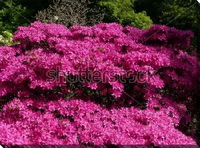 Прекрасное цветение розового рододендрона в парке