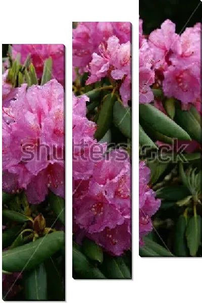 Модульная картина Прекрасные пышные соцветия розового рододендрона №2