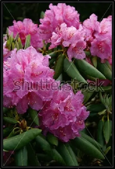 Картина Прекрасные пышные соцветия розового рододендрона №2