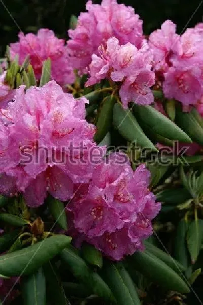 Плакат Прекрасные пышные соцветия розового рододендрона №2