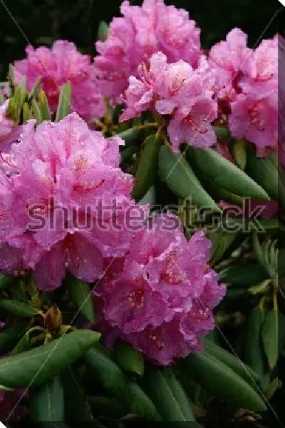 Постер Прекрасные пышные соцветия розового рододендрона №2