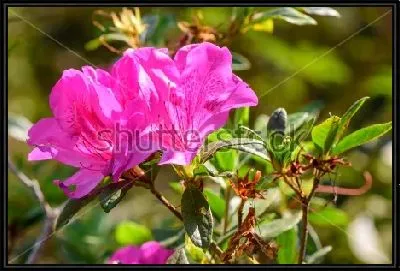 Пурпурные цветы рододендрона крупным планом